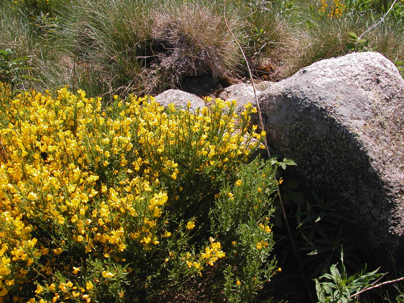 Broom, Purgative plant